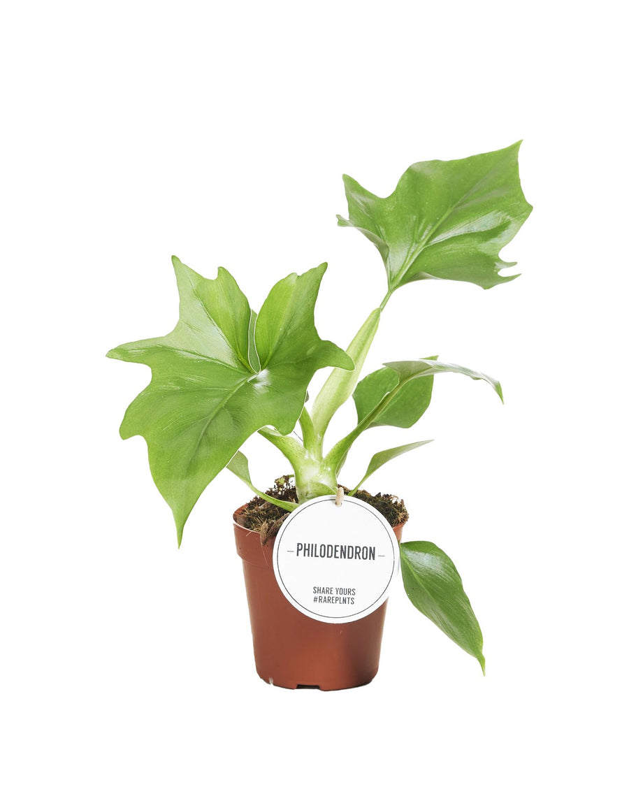 Philodendron Warszewiczii houseplant with unique fingered foliage in a 12cm pot by Everspring