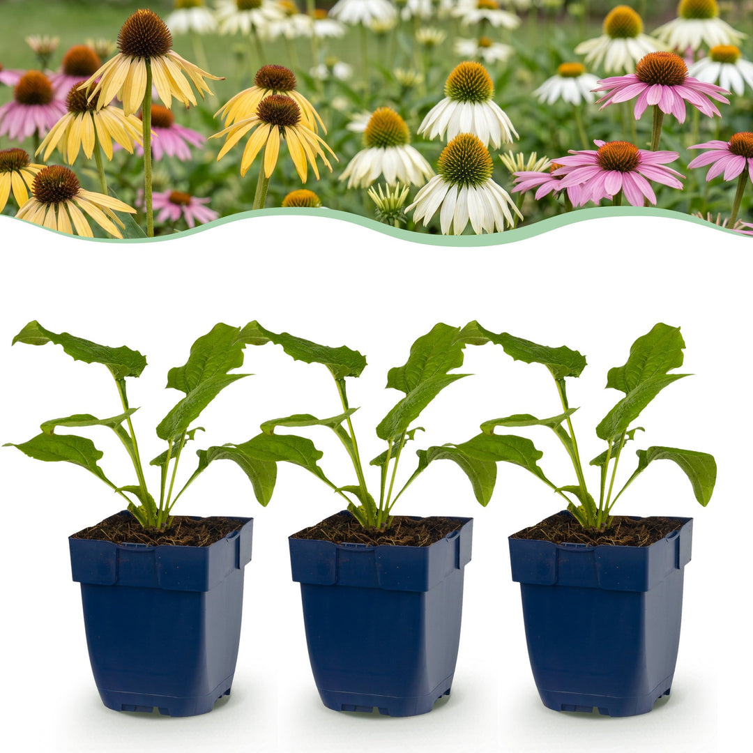 6 Echinacea 'Tricolour' coneflower plants in 11cm pots
