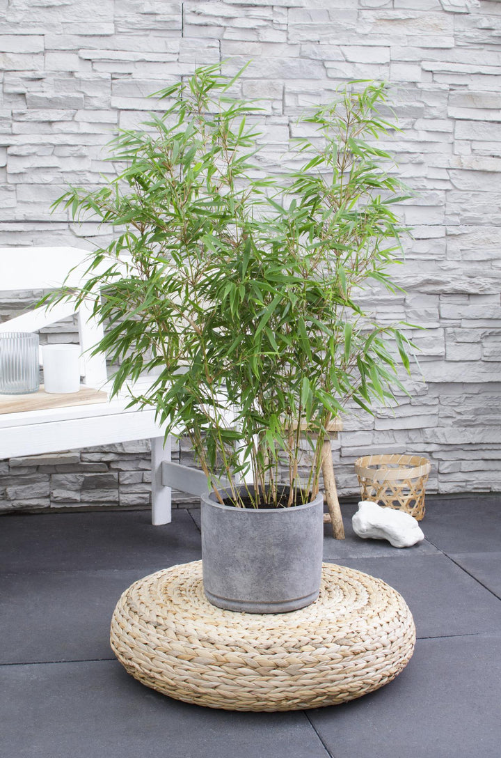 Compact Fargesia Fufa bamboo plant with glossy green leaves, non-invasive clumping variety by Everspring