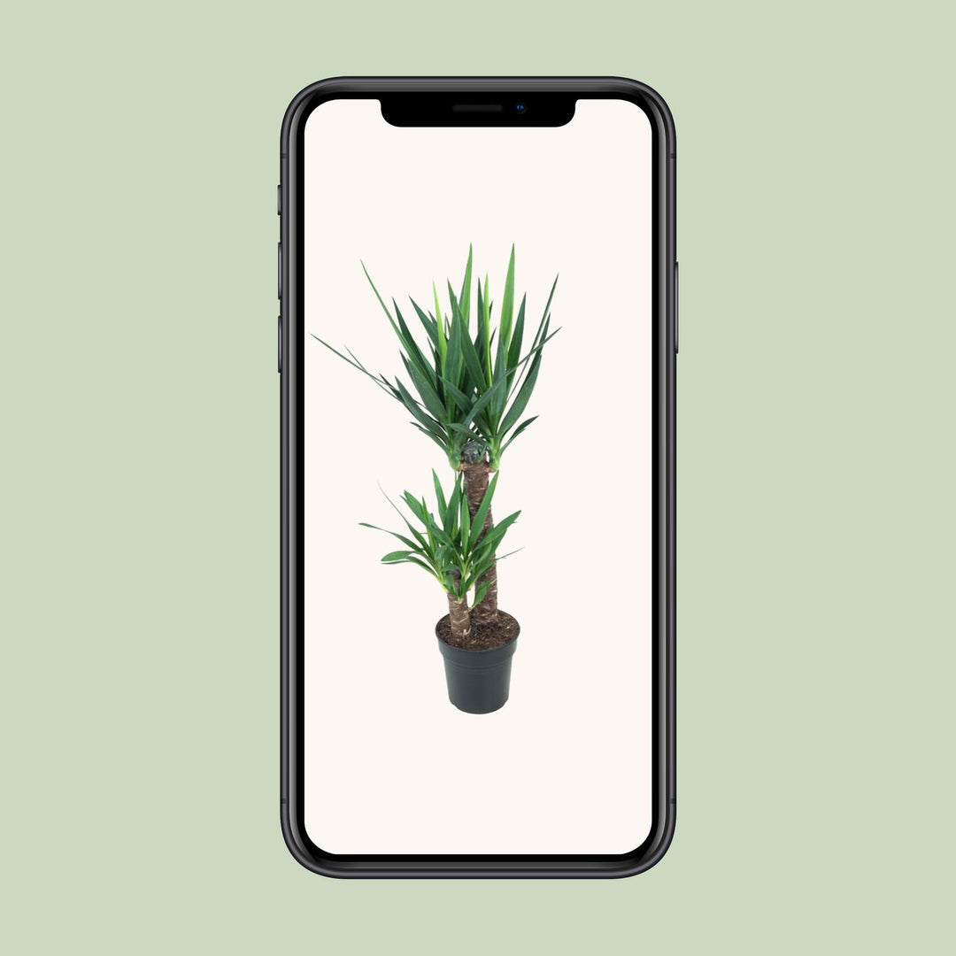 Yucca elephantipes (Yucca Plant): Stylish, Resilient & 100cm Tall – Your Low-Maintenance Indoor Oasis!