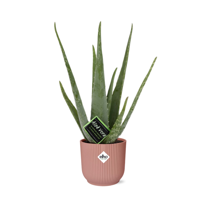 Aloe Vera Plant 12cm - Air Purifying Succulent Houseplant