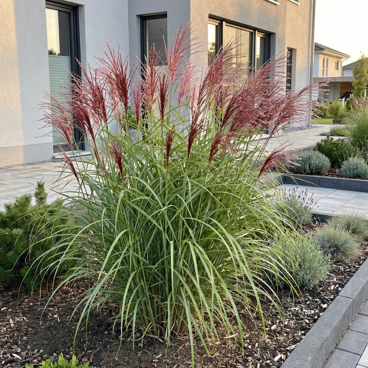 Pack of 24 Miscanthus sinensis 'Red Chief' maiden grass plants in 11cm pots - view 6