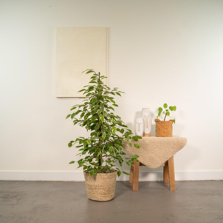 Ficus benjamina Goldenking - Ø21cm - ↕95cm + Basket Selin