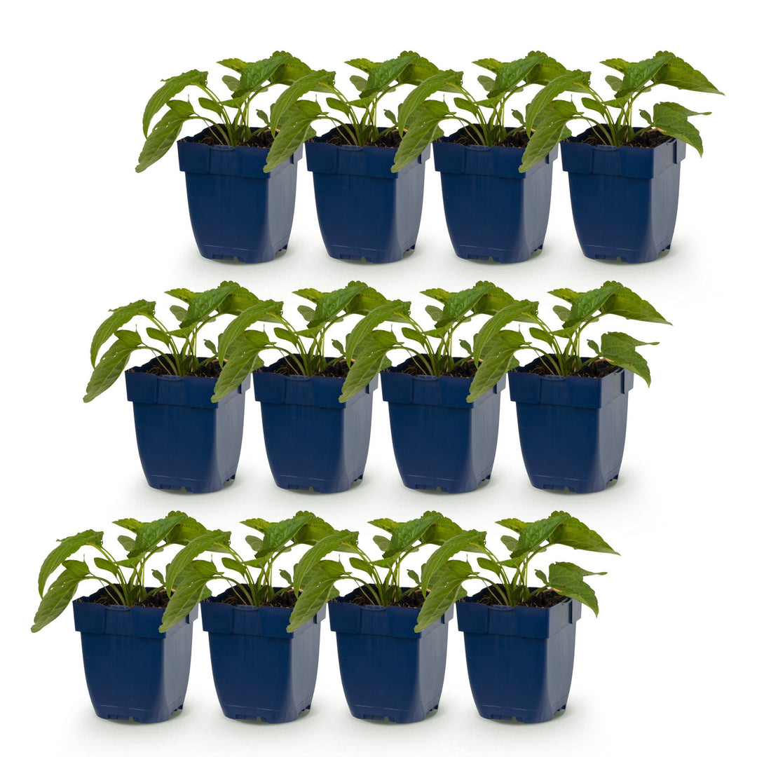 12 Rudbeckia 'Goldsturm' black-eyed susan plants in 11cm pots - view 2