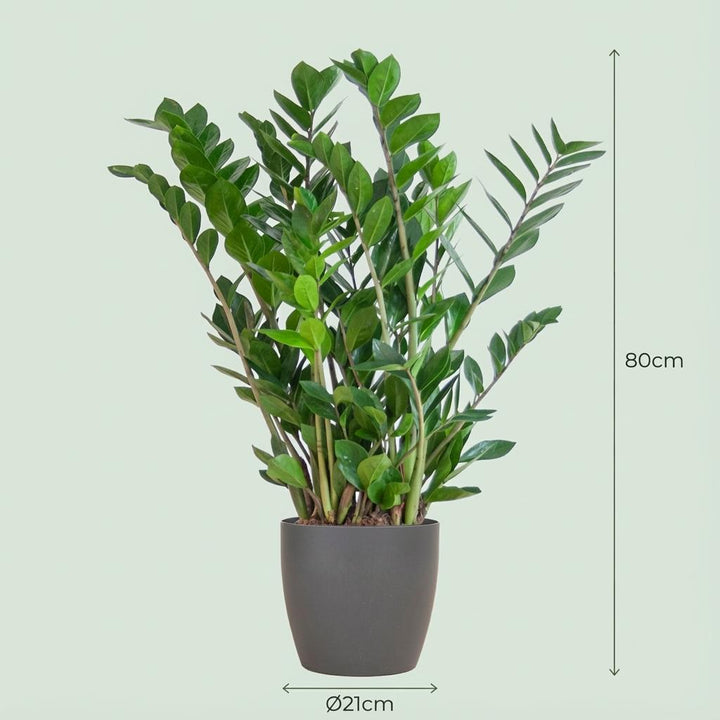 ZZ Plant (Zamioculcas zamiifolia), detail view 3