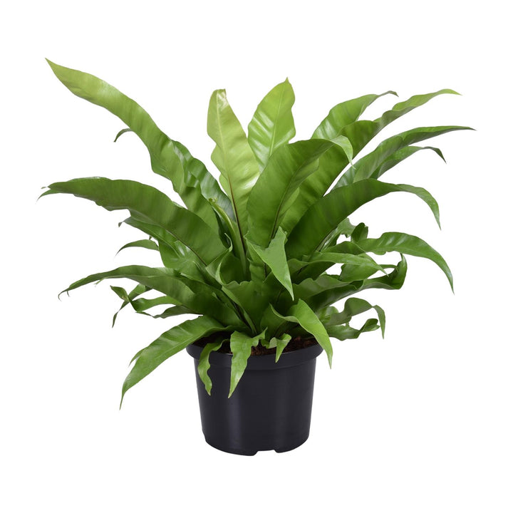 Asplenium Antiquum Bird's Nest Fern - 23cm Pot - 60cm Height