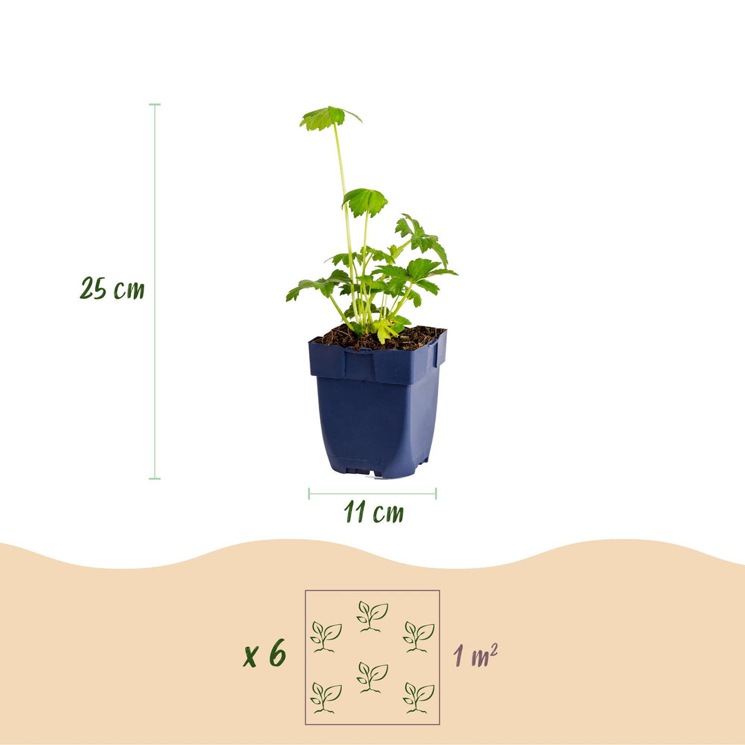 24x Astrantia major masterwort plants in 11cm pots - view 3