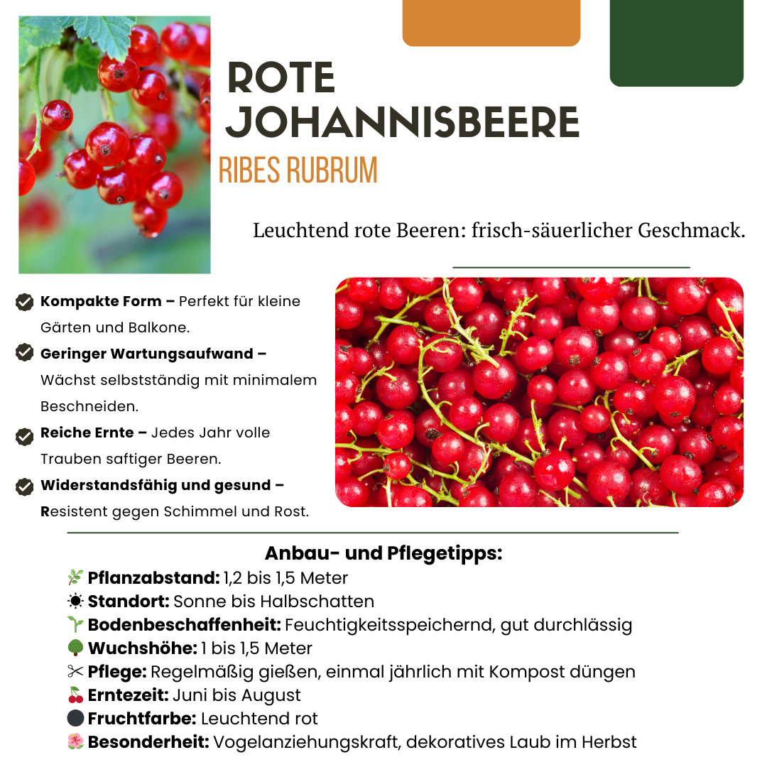 Organic Redcurrant Bush x 6 (Ribes rubrum) | 20-25cm Plant in 13cm Pot