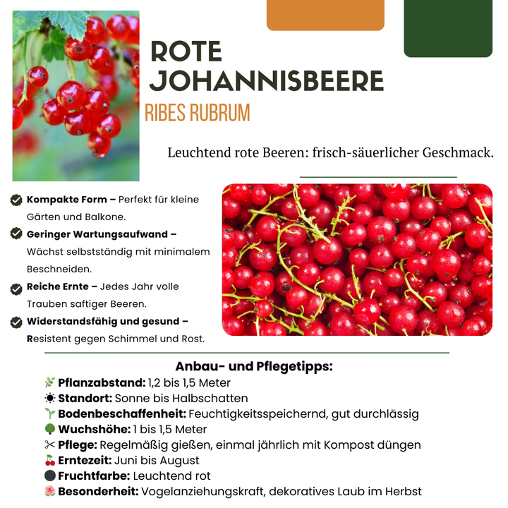 Organic Redcurrant Bush x 6 (Ribes rubrum) | 20-25cm Plant in 13cm Pot
