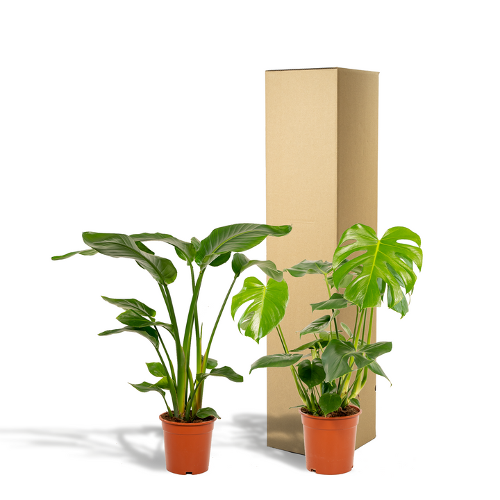 Monstera Deliciosa & Bird of Paradise Plant Bundle - Air Purifying
