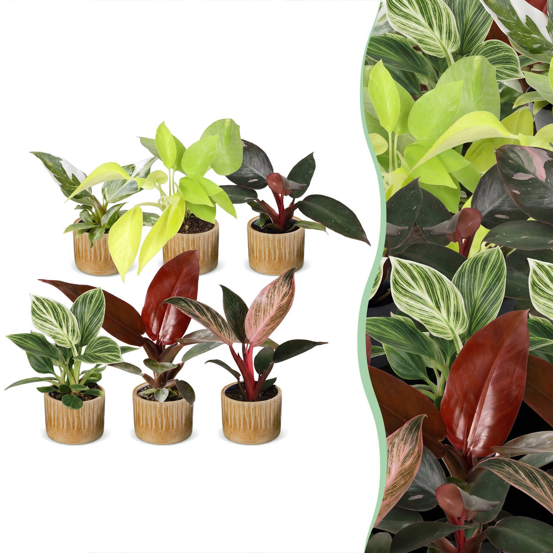 Baby Philodendron Family, pack of 6 houseplants in growing pots