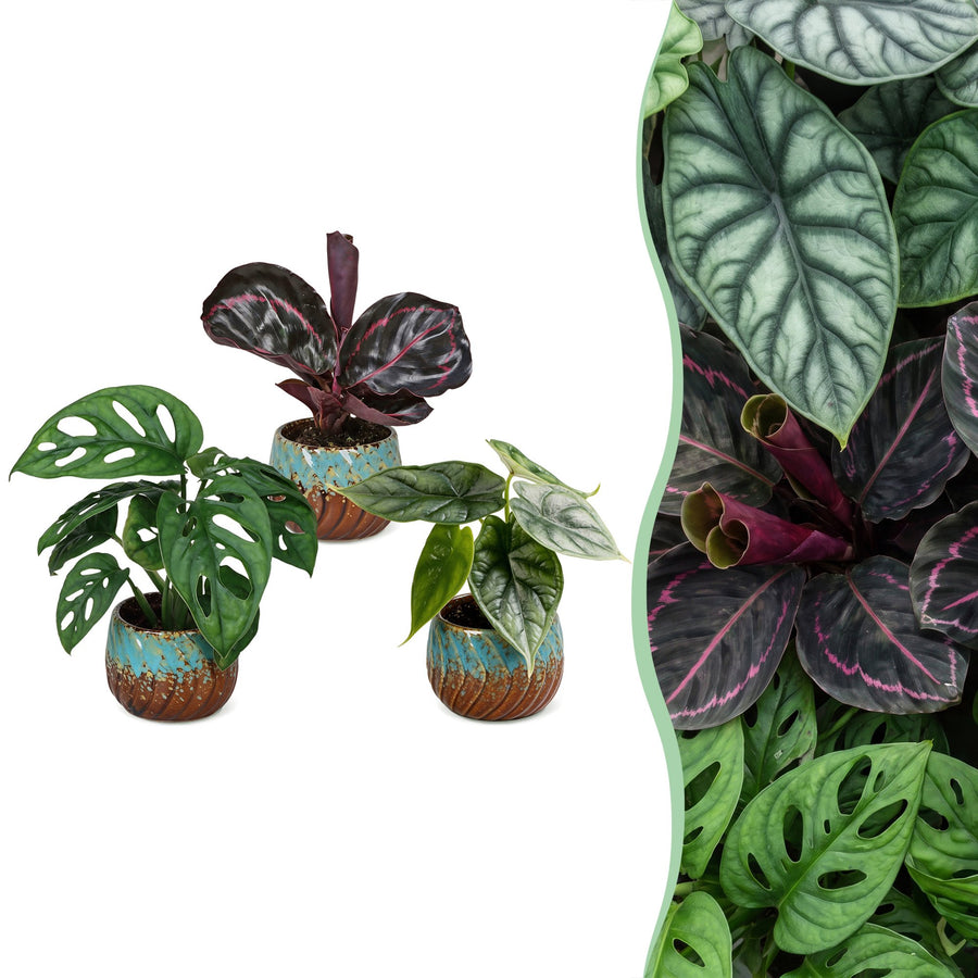 Baby Jungle Mix tropical houseplants, pack of 3