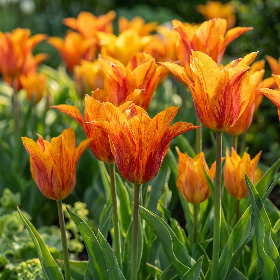 Tulipa Vendeeglobe yellow tulip bulbs, pack of 96