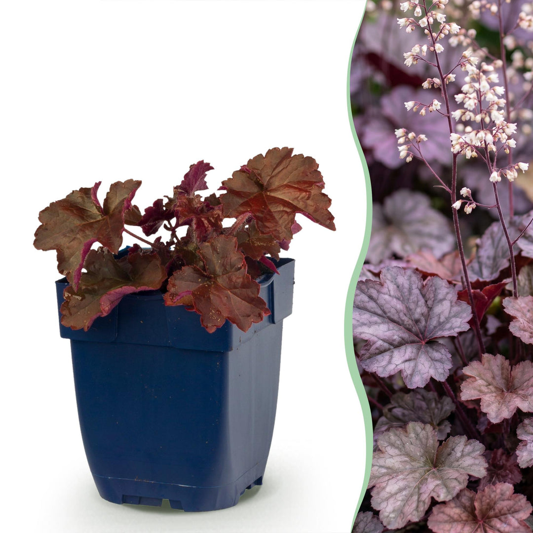 24x Heuchera micrantha Palace Purple coral bells in 11cm pots