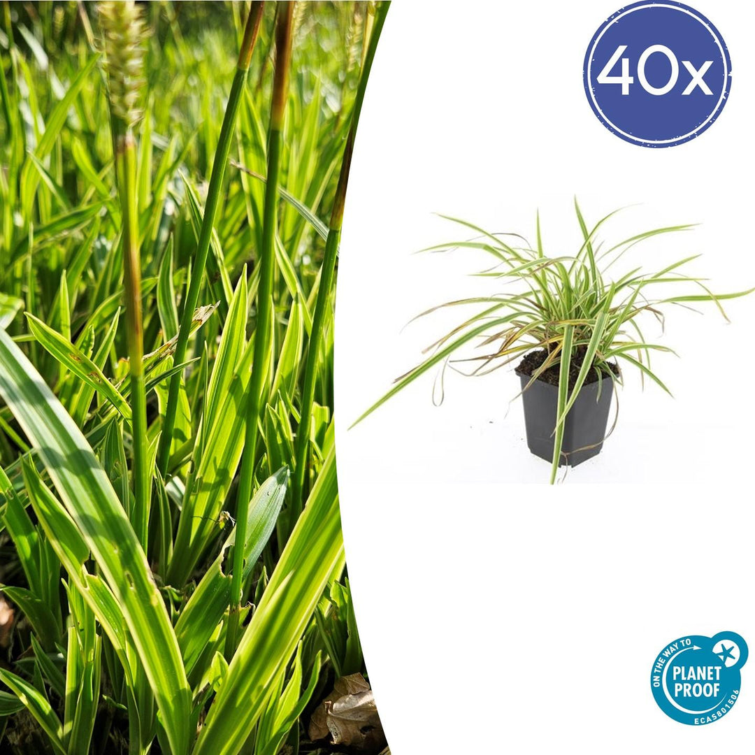 40x Carex morrowii 'Aureovariegata' - Evergreen Japanese Sedge - 10-25cm