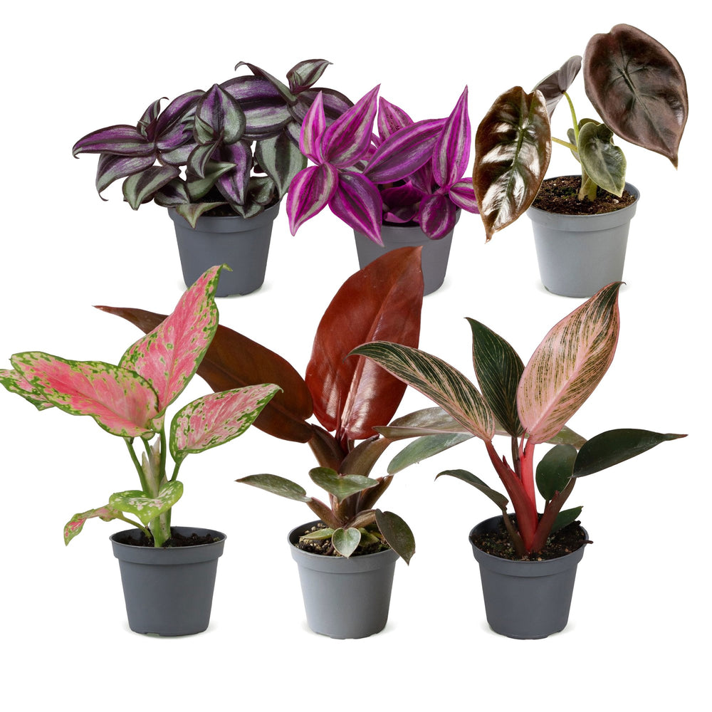 Baby Paradise Mix tropical houseplants, pack of 6, image 2