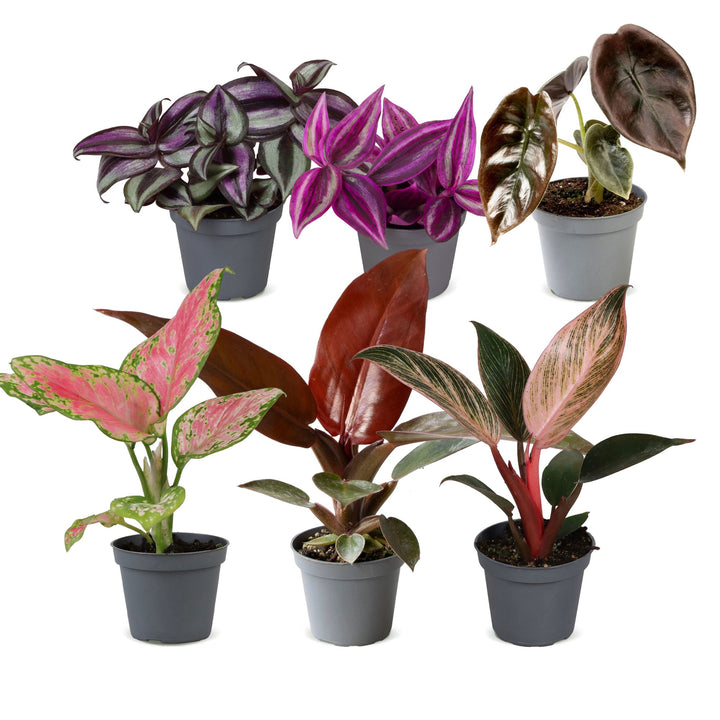 Baby Paradise Mix tropical houseplants, pack of 6, image 2