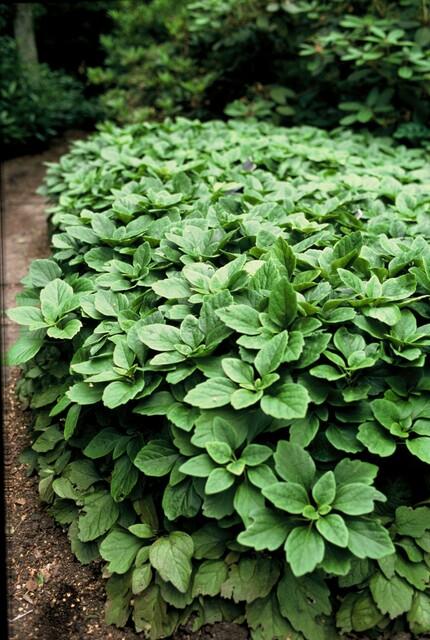 48x Pachysandra Terminalis - Evergreen Ground Cover - 10-25cm