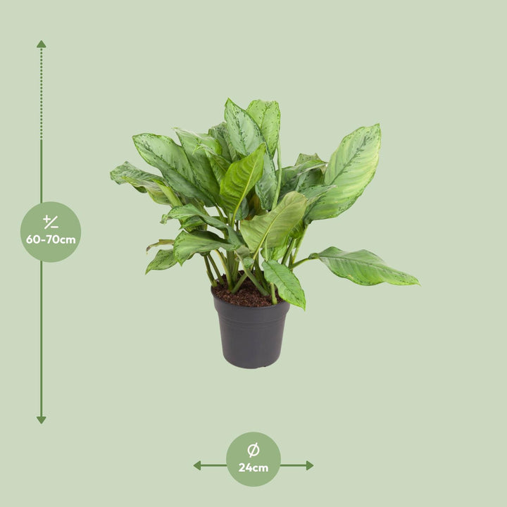 Aglaonema Chinese Evergreen 70cm - Low Light Indoor Plant 24cm Pot