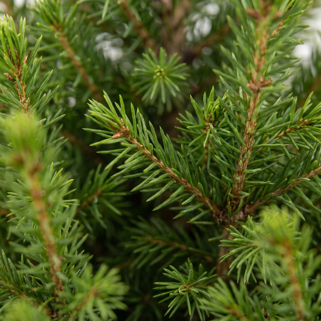 Pack of 2 potted dwarf spruce Christmas trees, 65cm in 19cm pots - view 4
