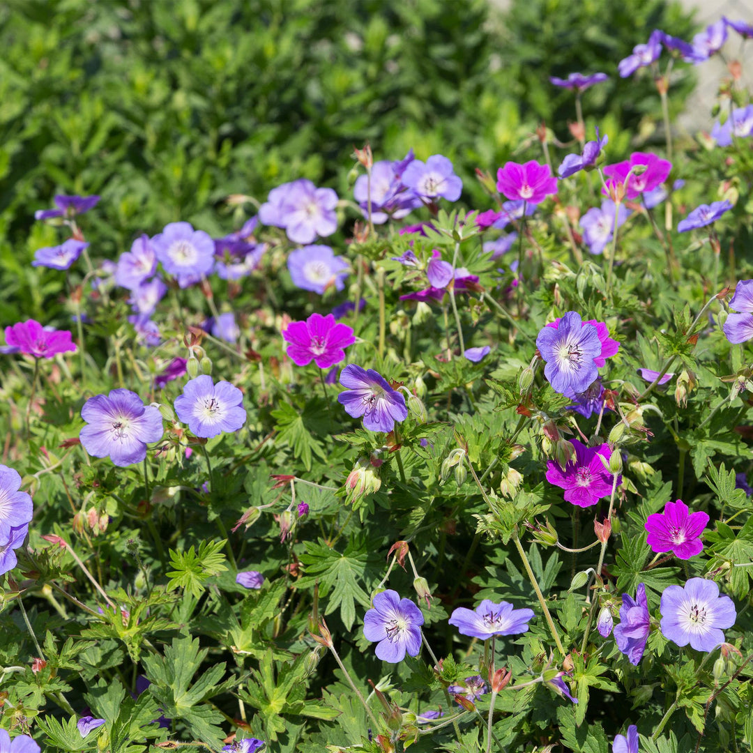 Border pack of 24 mixed groundcover perennials in 11cm pots - view 4