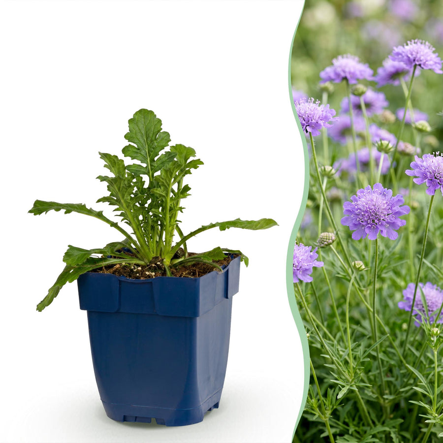 24 Scabiosa columbaria 'Butterfly Blue' pincushion flower plants, 15-25cm