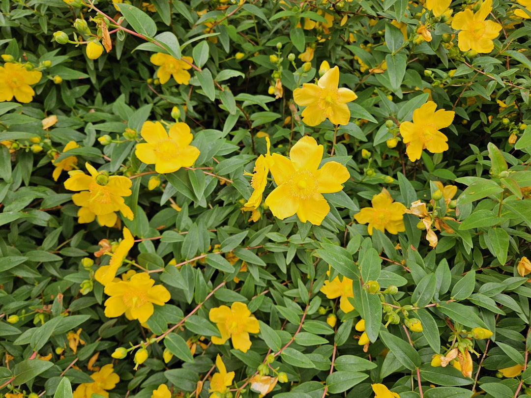 40x Hypericum Peter Dummer - Semi-Evergreen Ground Cover - 10-25cm