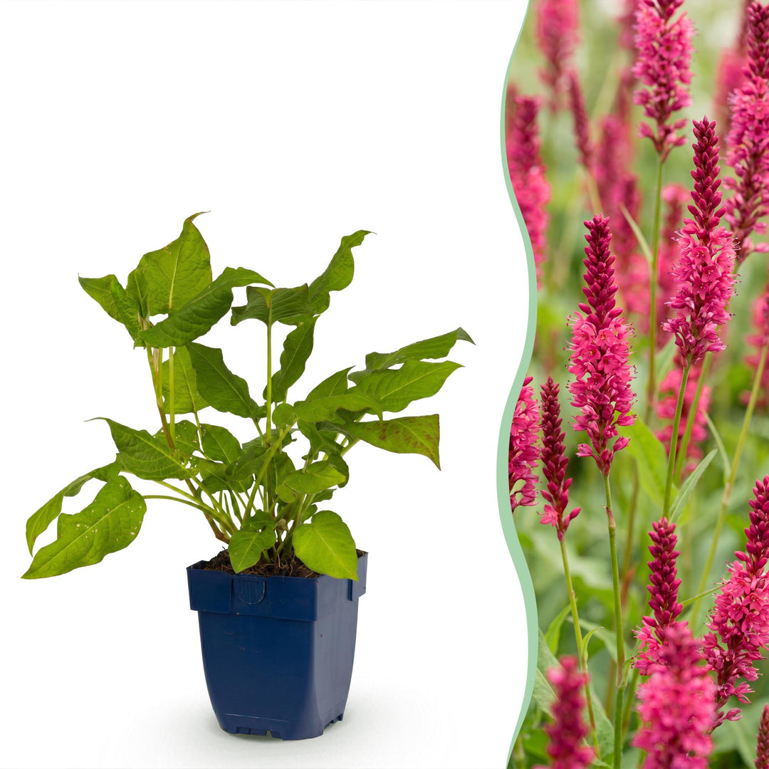 24 Persicaria amplexicaulis plants in 11cm pots, 15-25cm tall