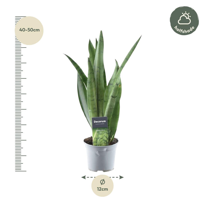 Sansevieria Snake Plant in a decorative pot, featuring tall green leaves, by Everspring, ideal for low maintenance indoor sp