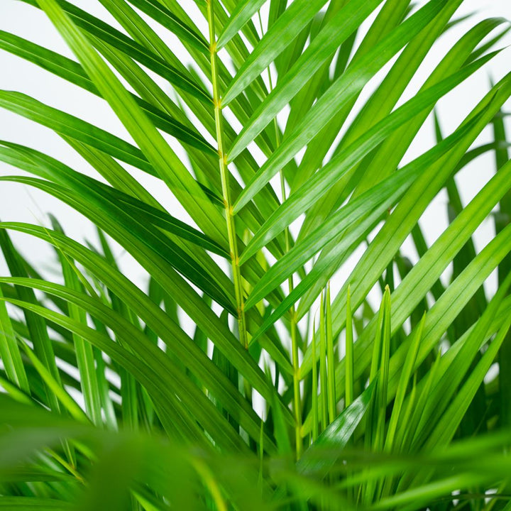 Areca Palm Plant 130cm - Air Purifying Indoor Houseplant