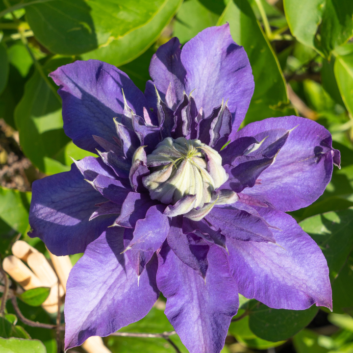 6x Clematis ‘Multi Blue’ – P9 Pot – Unique Blue Flowering Climbing Plant
