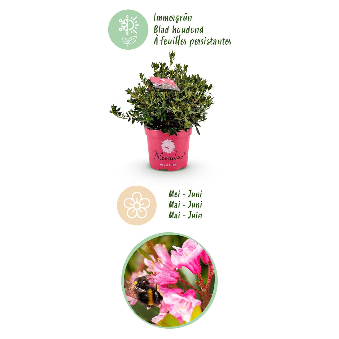 2 Rhododendron Bloombux Magenta plants in 23cm pots, 45-55cm tall - view 4