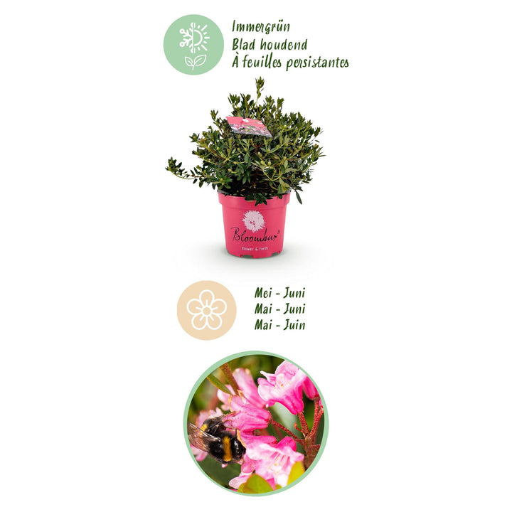 2 Rhododendron Bloombux Magenta plants in 23cm pots, 45-55cm tall - view 4