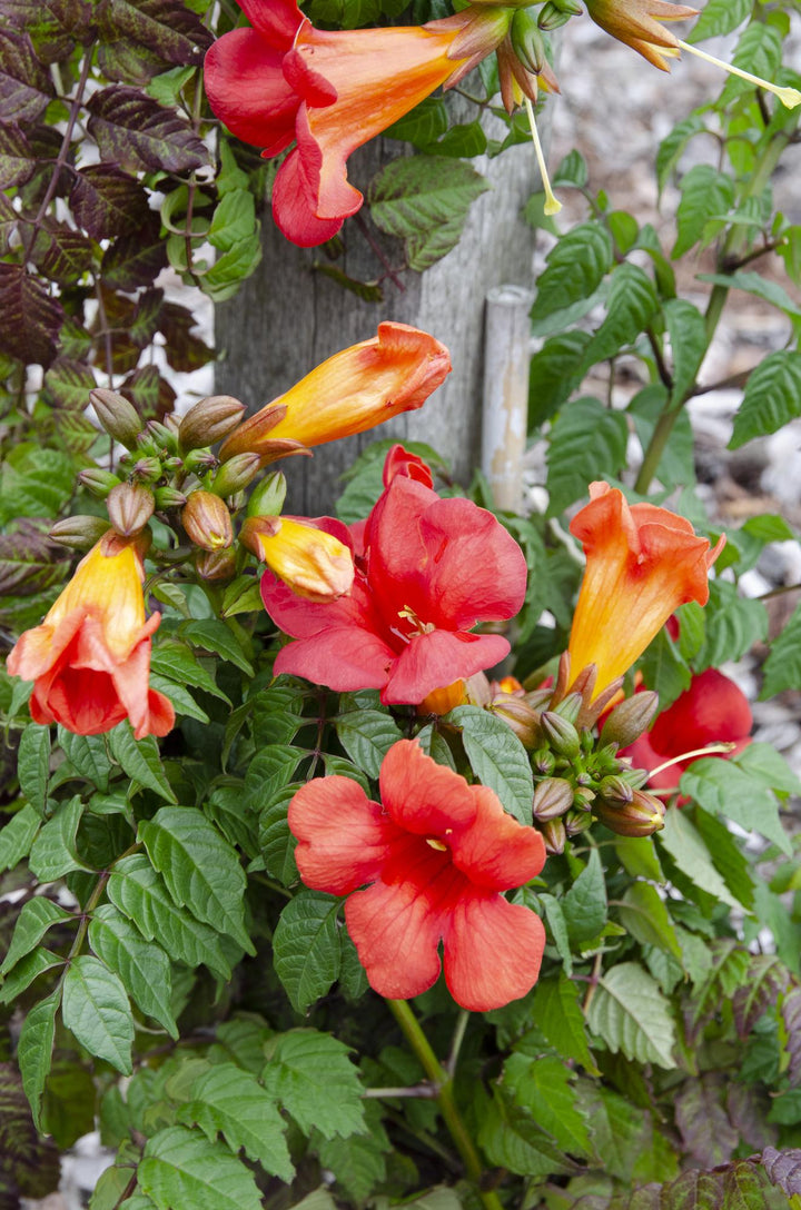 2x Campsis Summer Jazz Fire Trumpet - Trumpet Vine - Ø15cm - ↕65cm