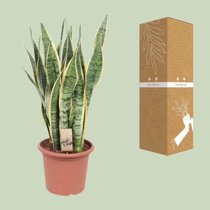 Sansevieria 'Laurentii' snake plant with green and yellow striped leaves, ideal for indoor air purification by Everspring