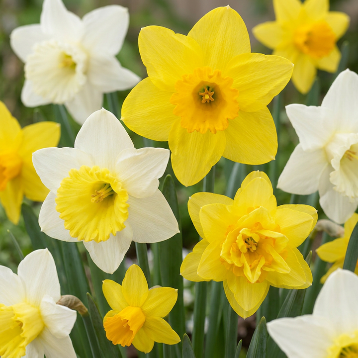 160x Narcissus Botanical Mix - Mélange botanique de narcisses - Jaune et Blanc - Bulbe naturalisant - Calibre 10/12