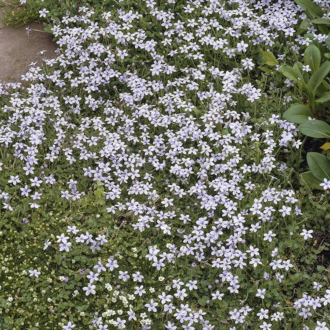 40x Isotoma Fluviatilis Blue Star Creeper - Low-Growing - Ø9cm