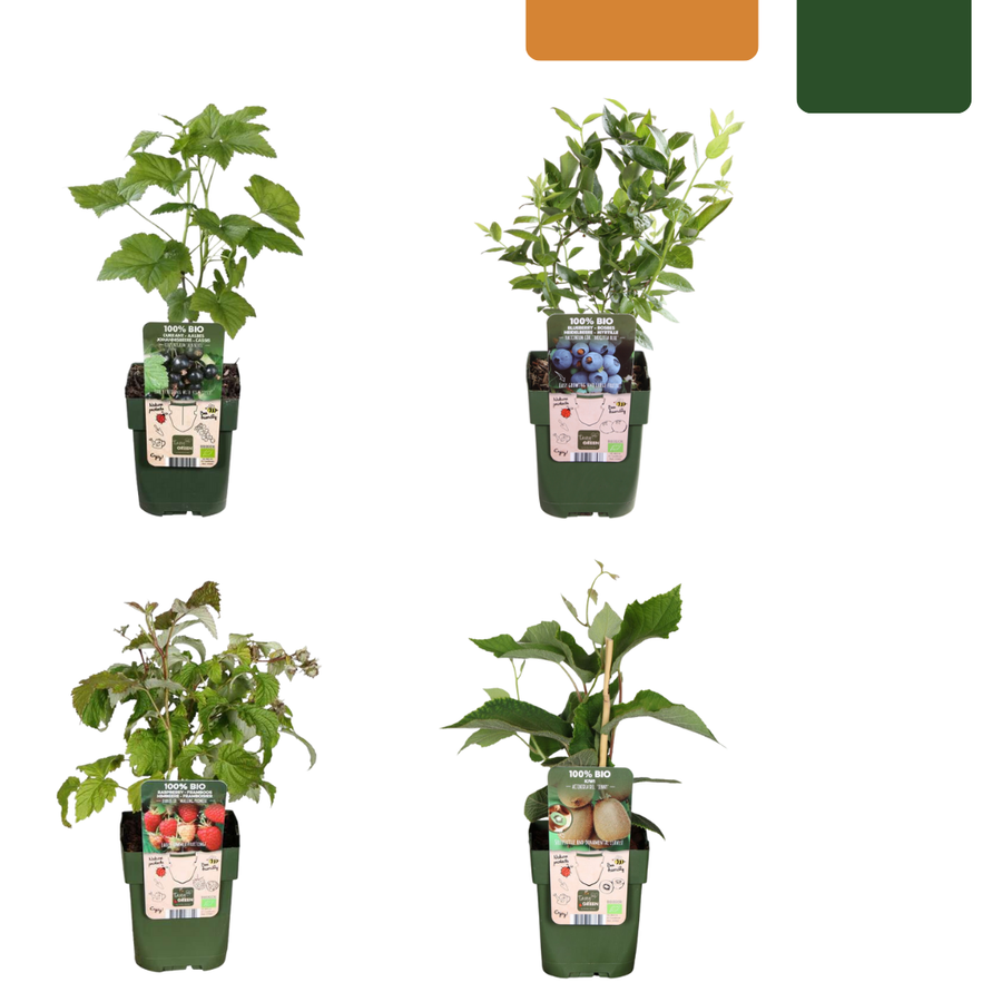 BIO fruit plants mix set of 4 varieties in green pots by Everspring