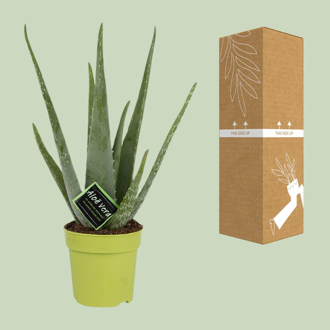 Aloe Vera Plant 45cm - Live Succulent in 12cm Pot - Indoor Plant
