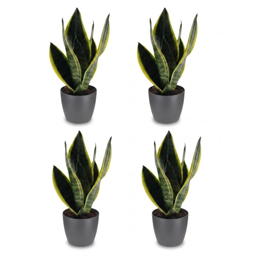 Sansevieria Future Superb - Snake Plant - 4 Plants - with Potter Grijs - Pot 12cm - Height - 35cm