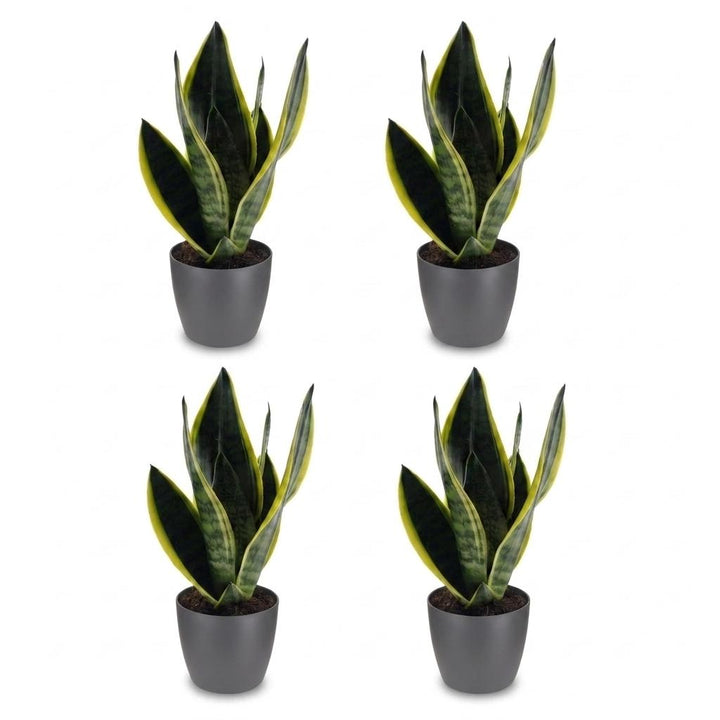 Sansevieria Future Superb - Snake Plant - 4 Plants - with Potter Grijs - Pot 12cm - Height - 35cm