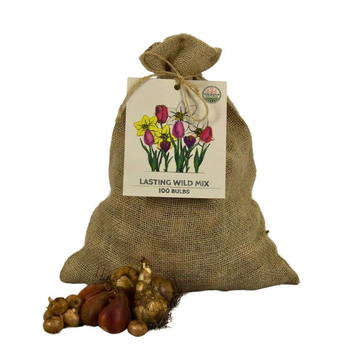 Super Lasting Wild Mix - 100 Bulb Sustainable Value Pack
