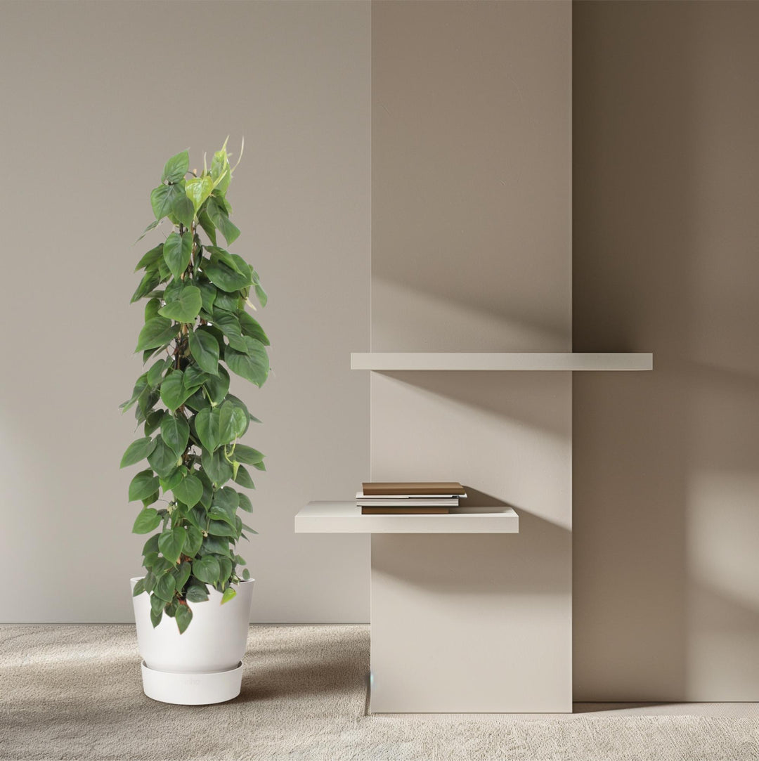 Philodendron Bipinnatifidum Cum Laude - Large Tropical Houseplant