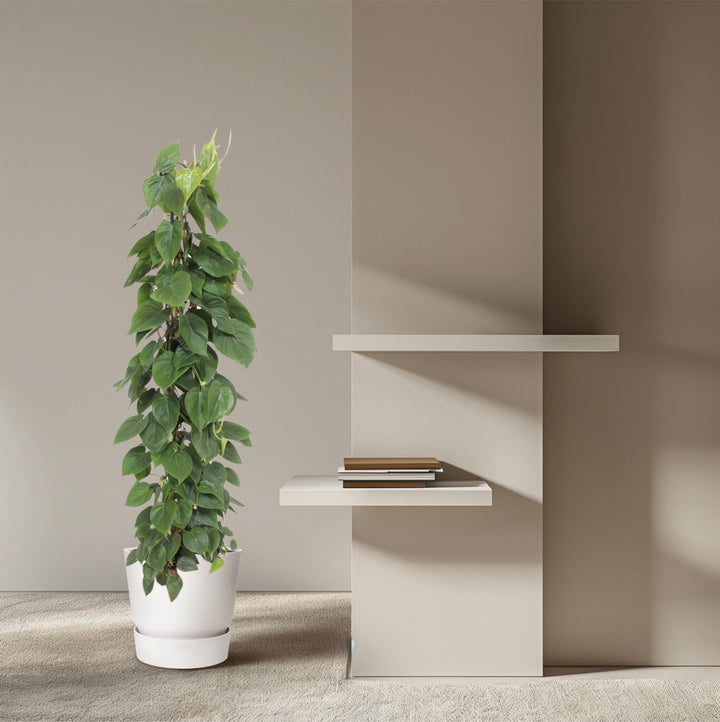 Philodendron Bipinnatifidum Cum Laude - Large Tropical Houseplant