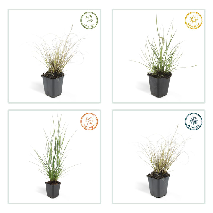 24x Pennisetum alopecuroides 'Hameln' - ↕10-25cm - Ø9cm