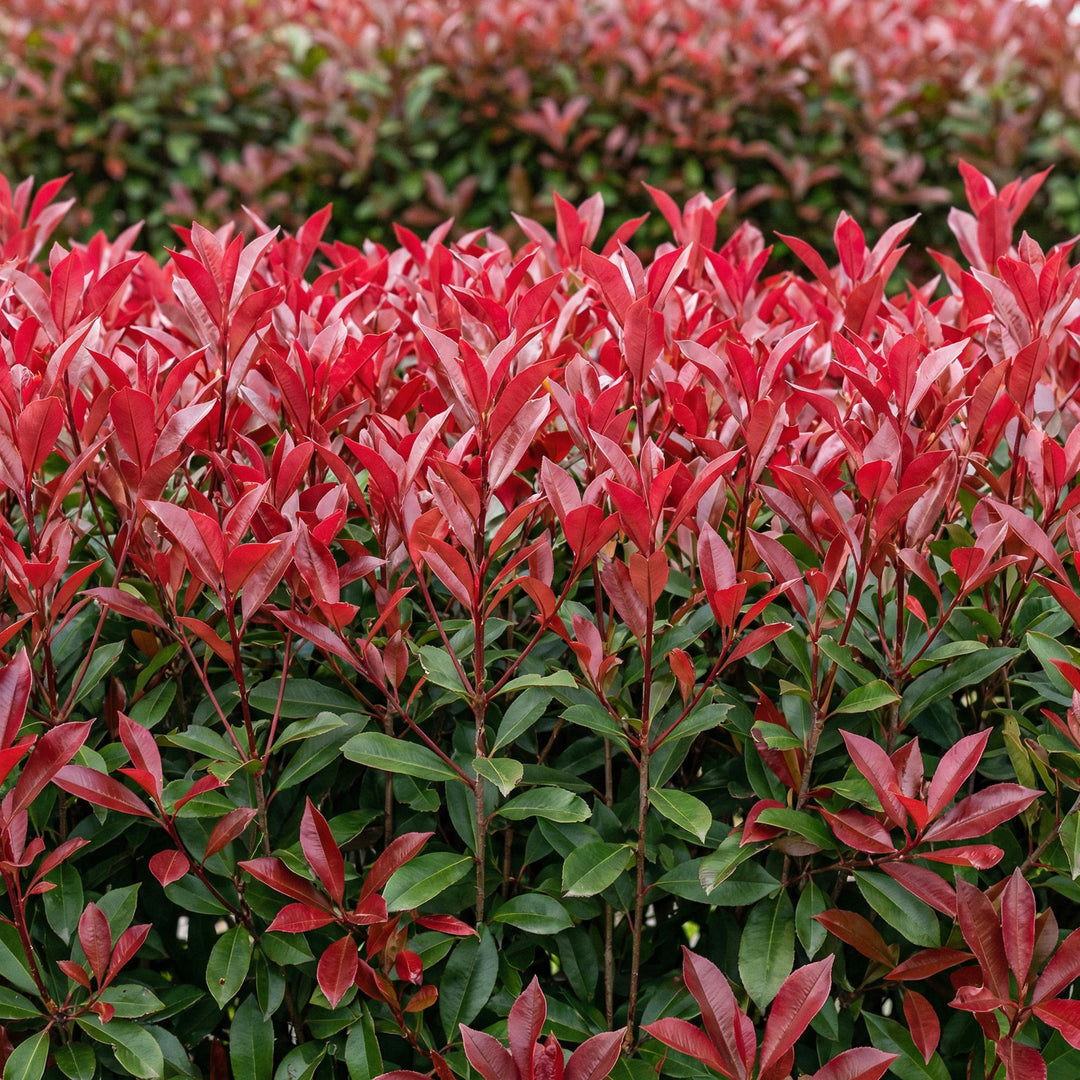 Photinia fraseri Carre Rouge hedge plants, pack of 6, image 4
