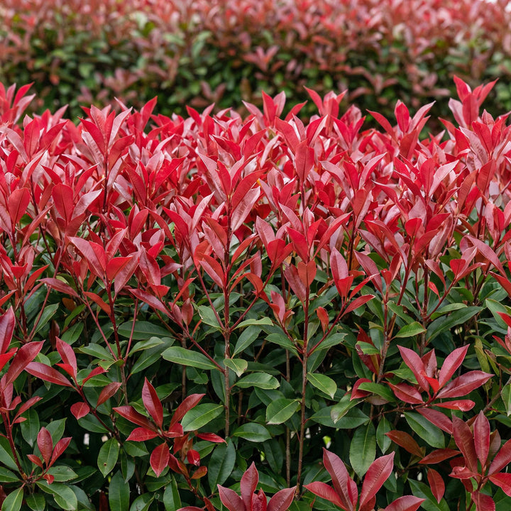 Photinia fraseri Carre Rouge hedge plants, pack of 6, image 4