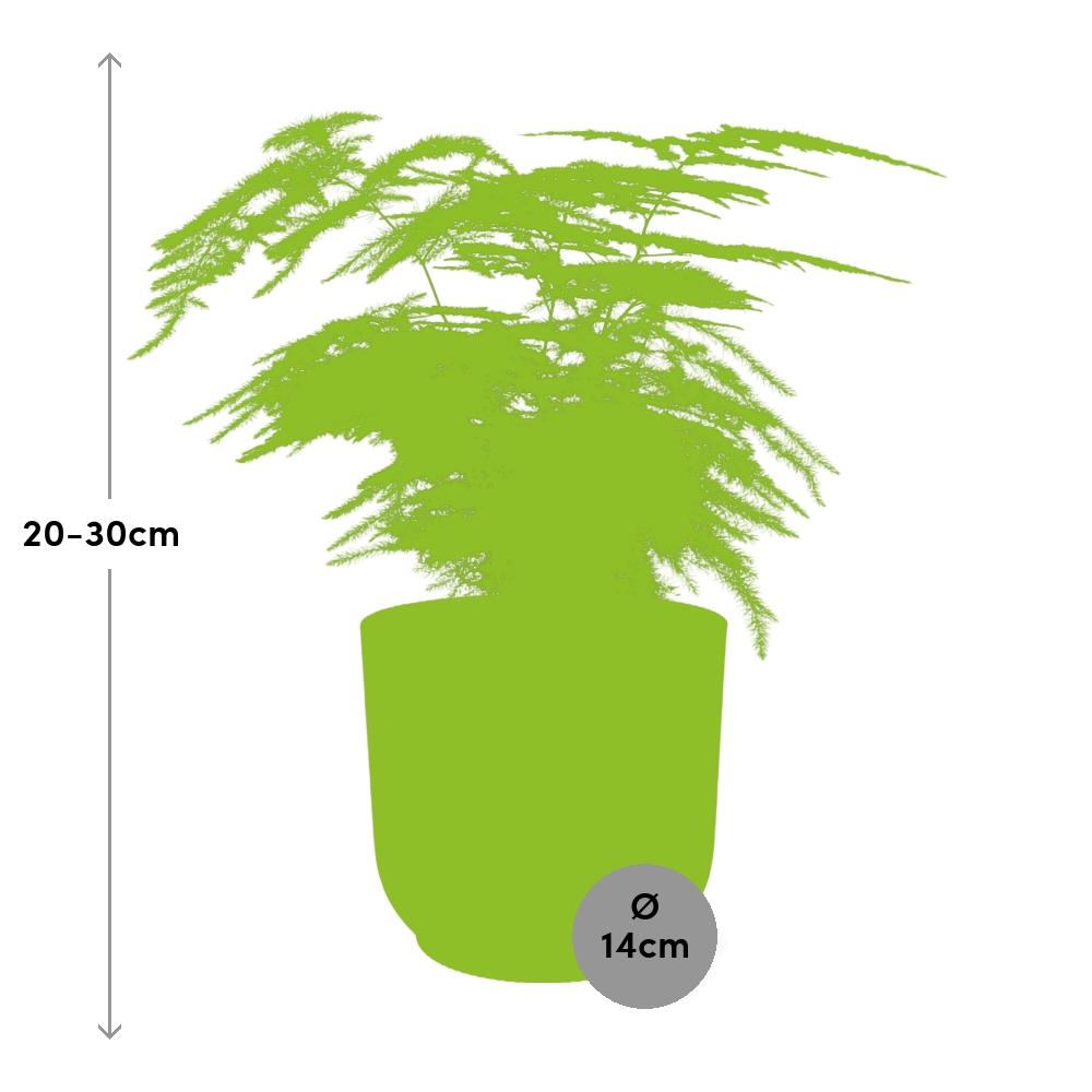 Asparagus Fern (Asparagus setaceus 'Plumosus') in a pink ELHO Vibes pot, view 3
