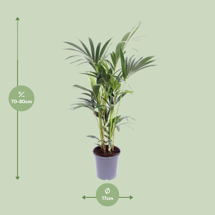 Kentia Palm Plant 75cm - Howea Forsteriana Indoor Air Purifying