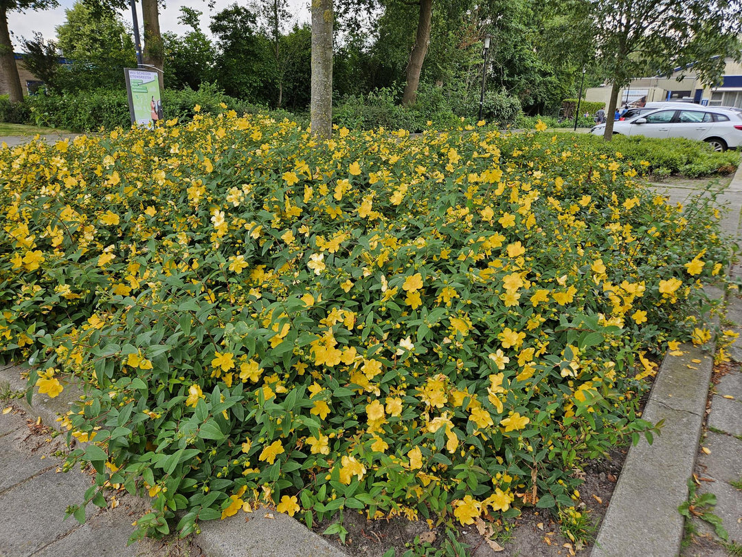 60x Hypericum Hidcote - Golden-Yellow Flowering Shrub - 10-25cm